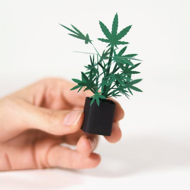 Roll Your Own Weed Plants - Paper Craft Kit