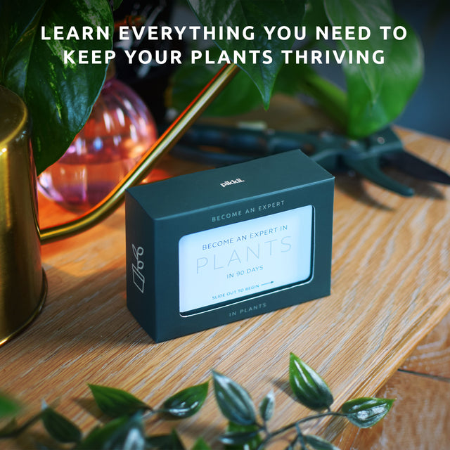 Become an expert in plants in 90 days slide box by Pikkii on side table with plants and watering can - learn everything you need to keep your plants thriving