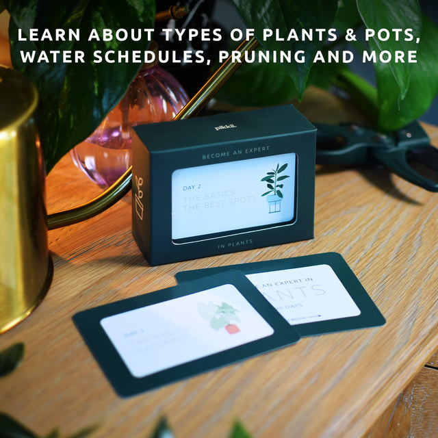 Become an expert in plants in 90 days slide box by Pikkii on side table with cards - learn about plants, pots, water schedules, pruning and more