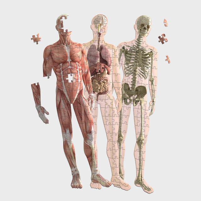 Human Anatomy Layer Jigsaw Puzzle by Pikkii - Skeleton, Organs and Muscles Layers Overlapping Each Other