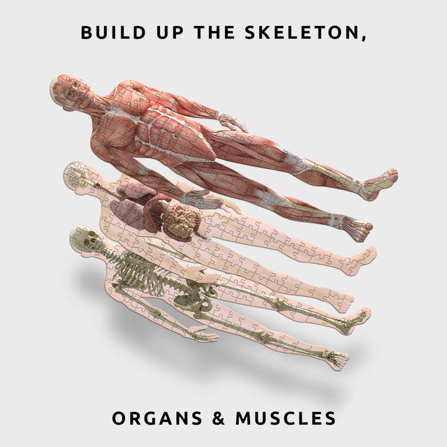 Human Anatomy Layer Jigsaw Puzzle by Pikkii - Skeleton, Organs and Muscles Layers Overlapping with Text Overlay