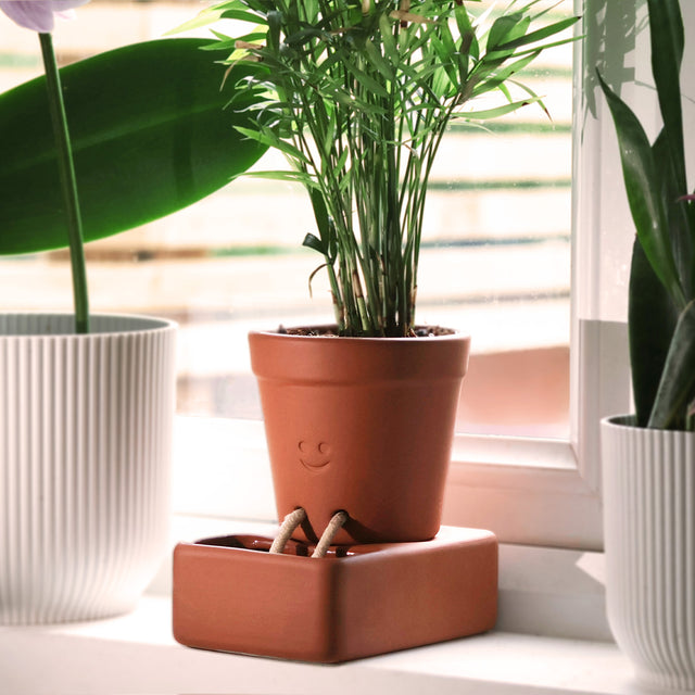 Self care planter by Pikkii on windowsill with other plants