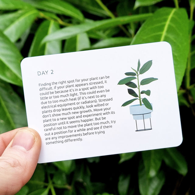 Become an expert in plants in 90 days slide box by Pikkii day 2 card - finding the right spot for your plant