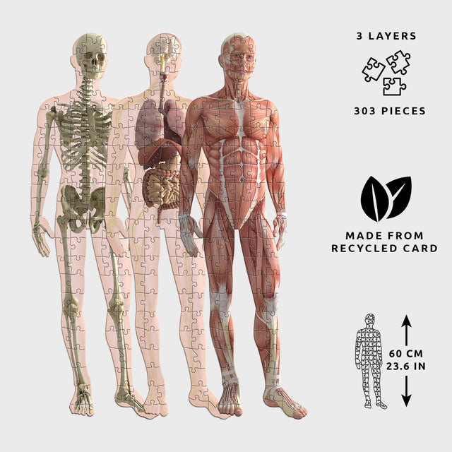 Human Anatomy Layer Jigsaw Puzzle by Pikkii - Skeleton, Organs and Muscles Layers Side by Side with Size, Material and 303 Puzzle Pieces Icons