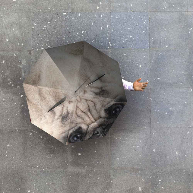 From above view of person holding Pug umbrella